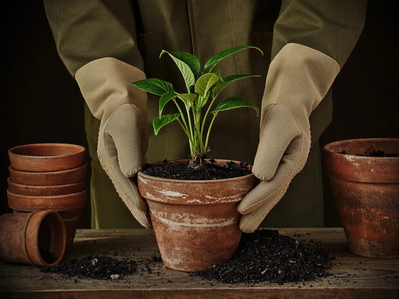 Illustrative gloved hands potting a seedling into a terracotta pot on a bench